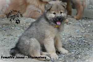 chiot eurasier